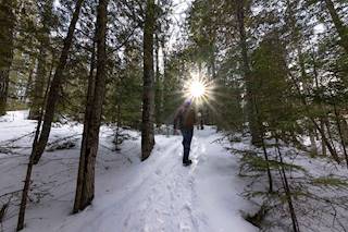 Le sentier de la forêt